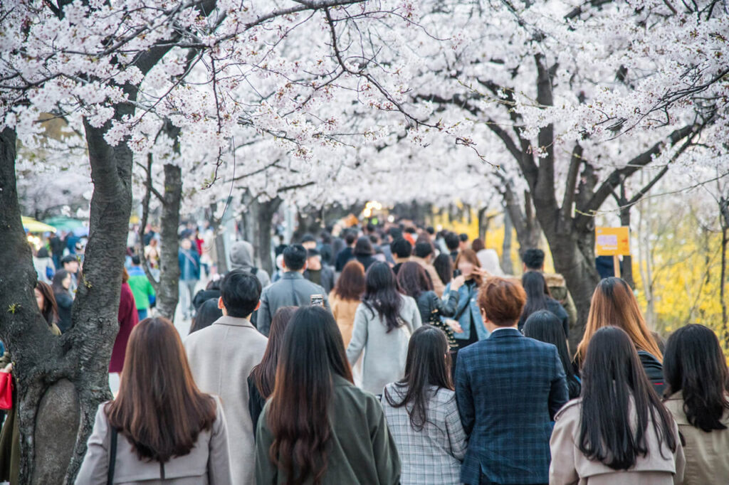 여의도 벚꽃 축제